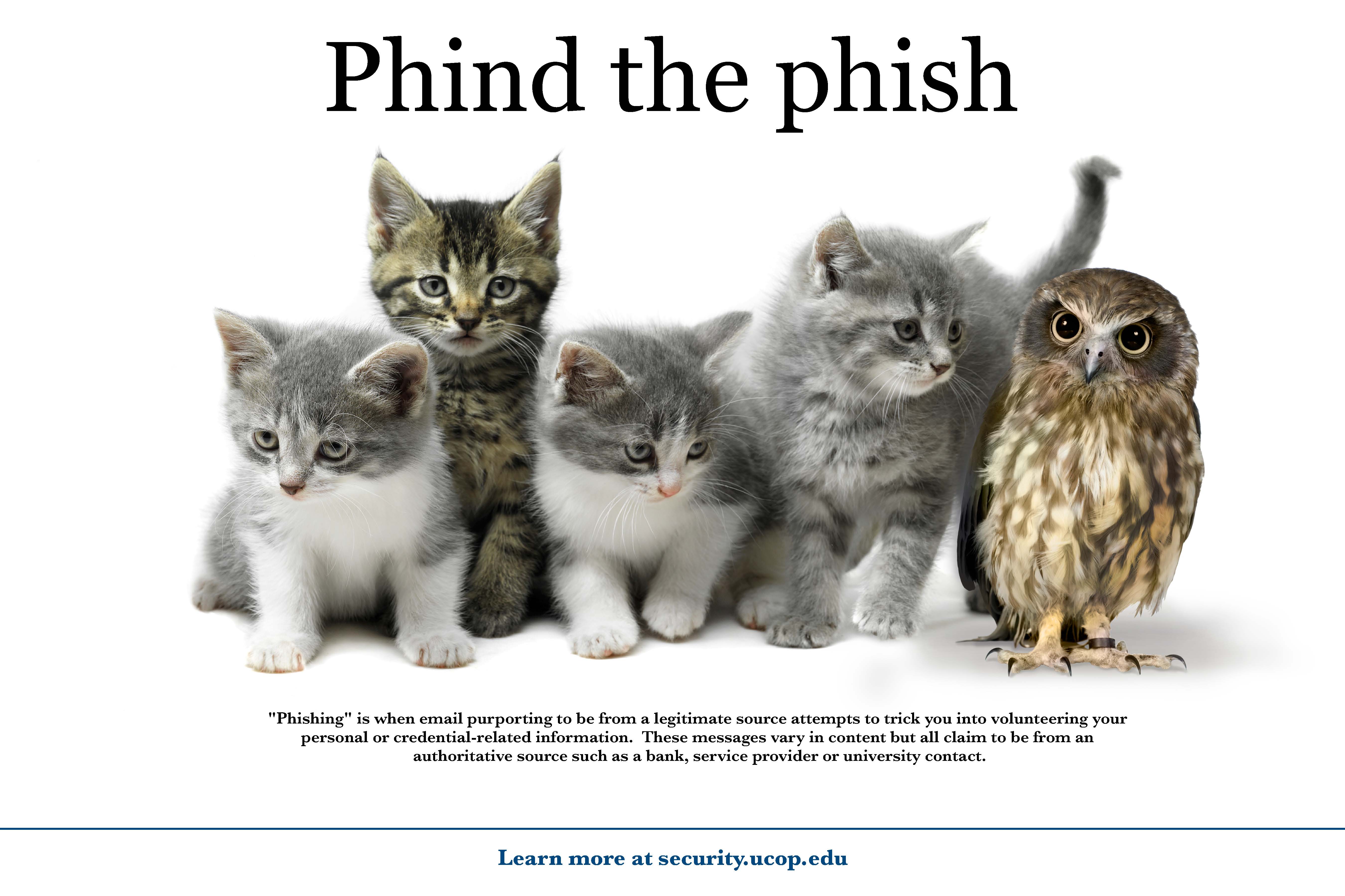 Flyer: Phind the phish. - Kitten Owl