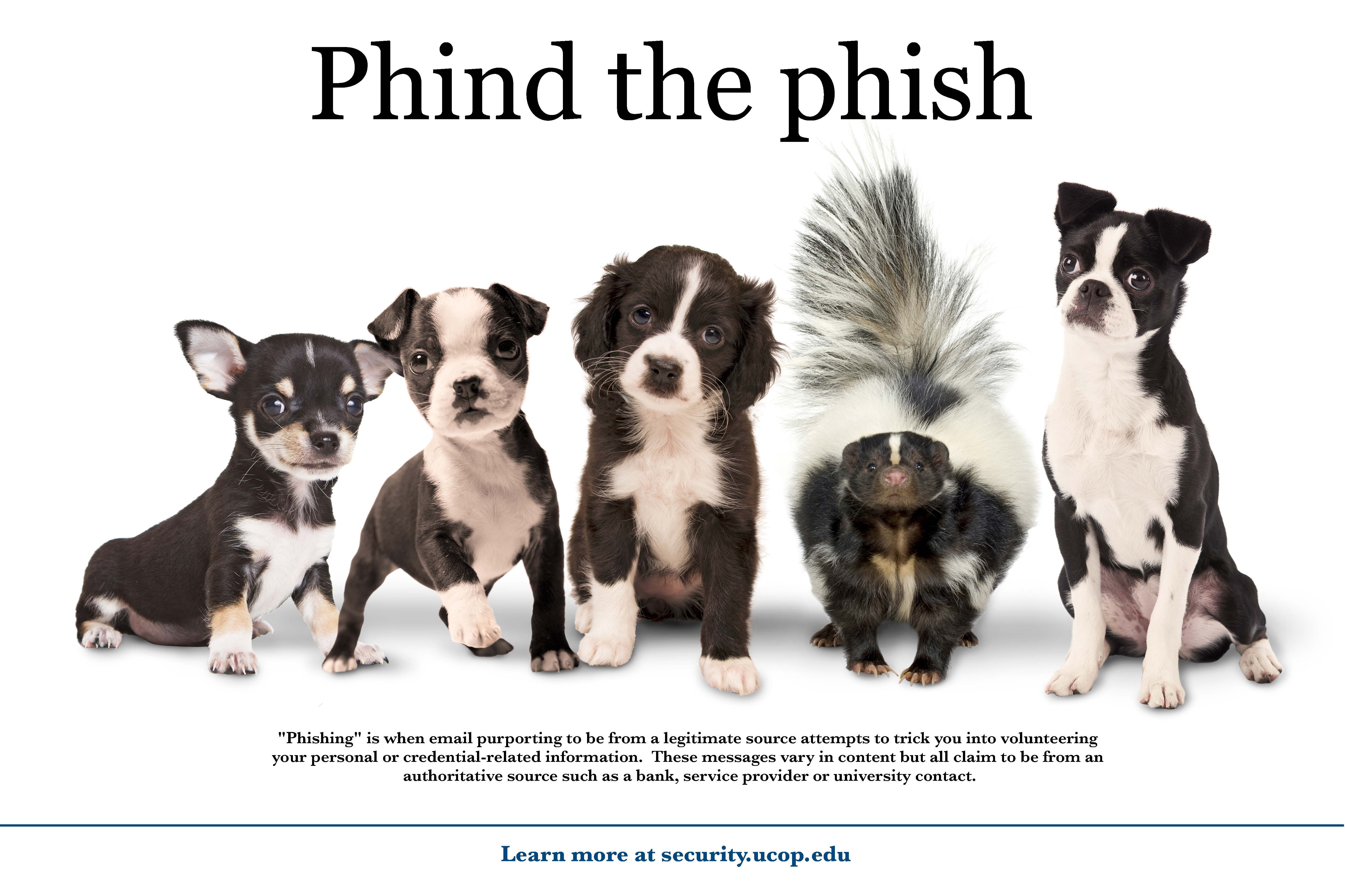 Flyer: Phind the phish. - Puppy Skunk