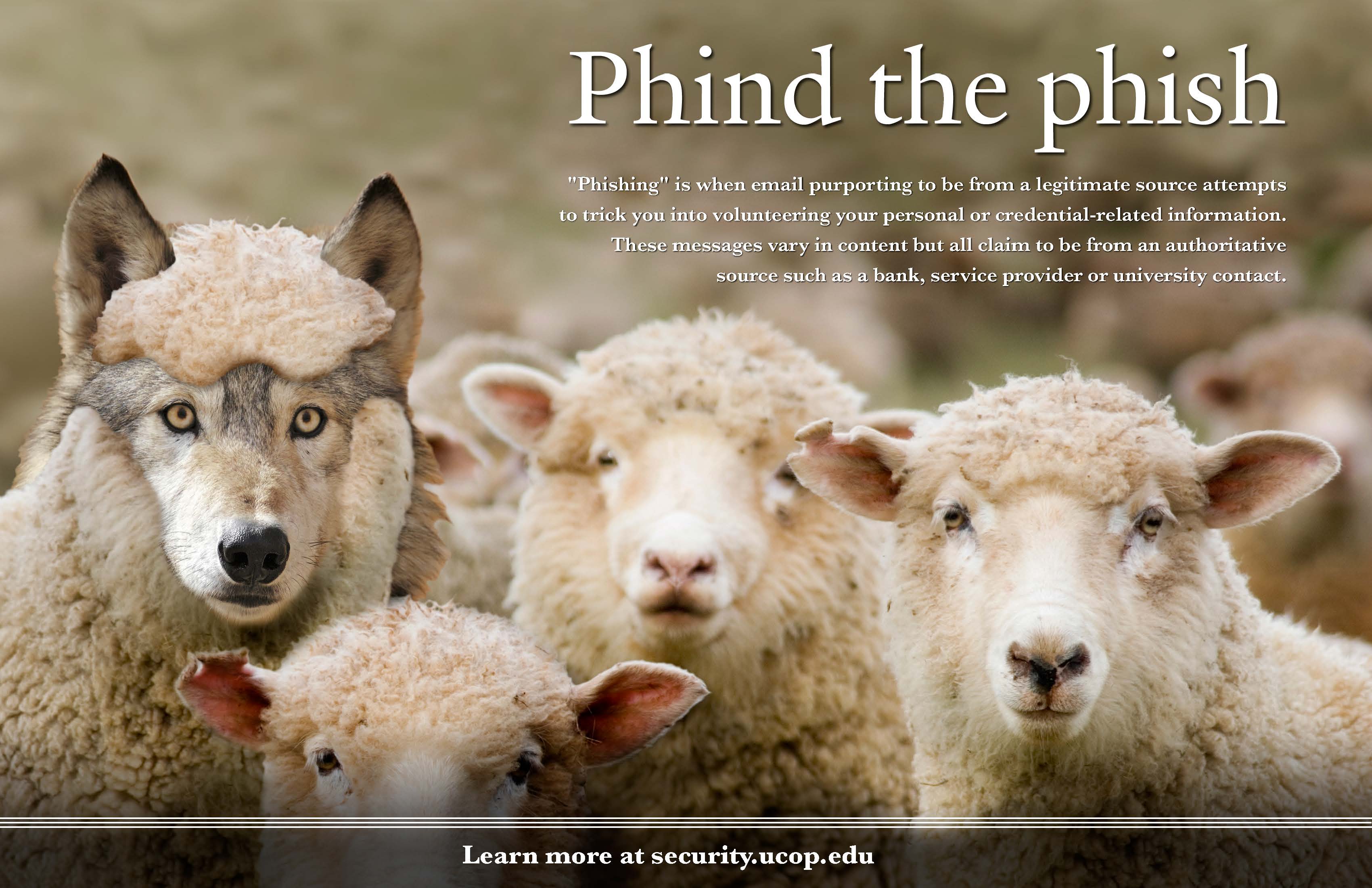 Phind the phish - Sheep-wolf