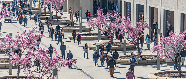 Multiple walk outside next to a building that has several large, round sections of trees with blossoming pink flowers.